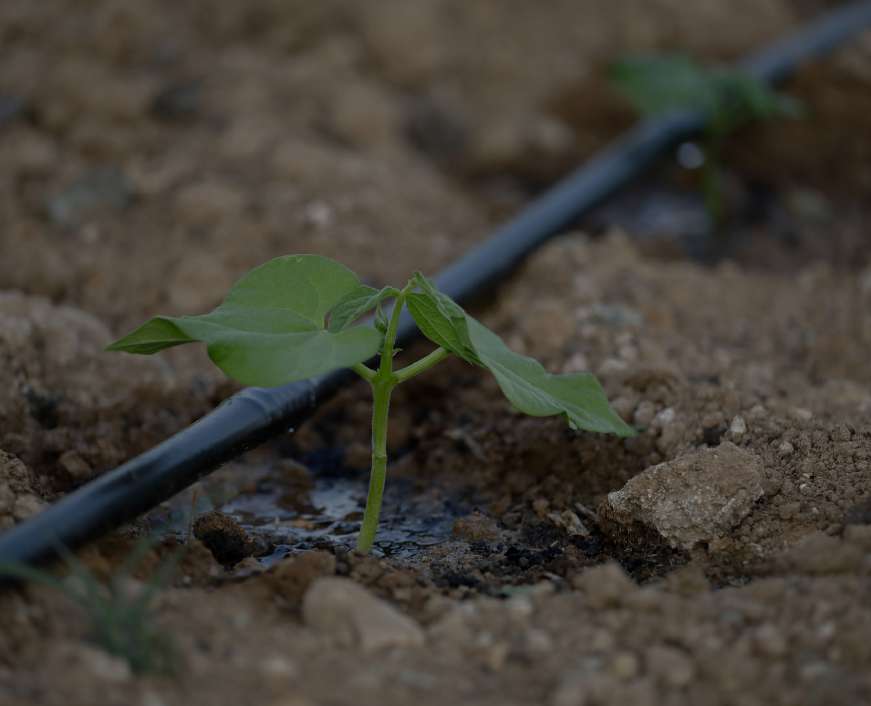Hands holding healthy soil