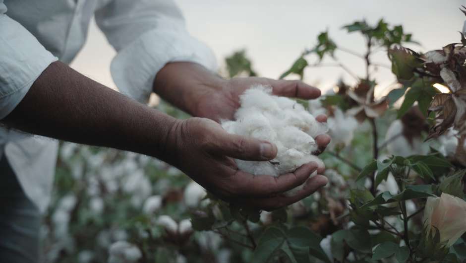 Hands holding Peruvian Pima cotton