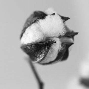 cotton in convertion
